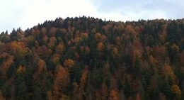 obrázek - Abant Dere Kenarı