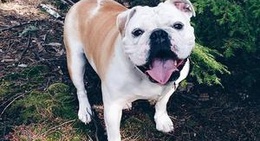 obrázek - Haliburton, Ontario