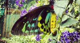 obrázek - Batchelor Butterfly Farm