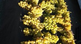 obrázek - Yeşilova Pazar Yeri