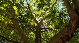 obrázek - Crown Park