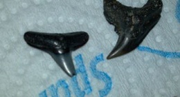 obrázek - Shark Tooth Field