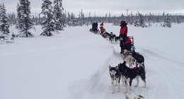 obrázek - Dogsledging