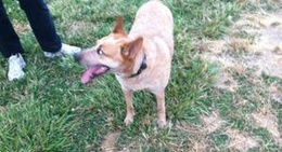 obrázek - Sanducci's Cottage