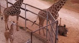 obrázek - Parque Zoológico del Bicentenario: Animaya