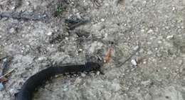 obrázek - Mena Arkansas