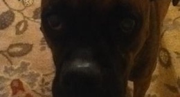 obrázek - Bradley, IL