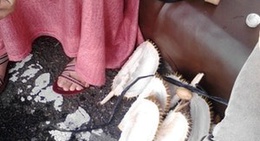 obrázek - Cemoro Kandang