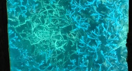 obrázek - 川平マリンサービス