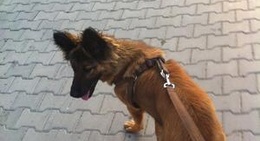 obrázek - Cennet Ayağı