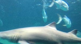 obrázek - North Carolina Aquarium at Pine Knoll Shores