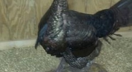 obrázek - Evans County Wildlife Club