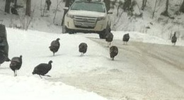 obrázek - Kashagawigamog Lake