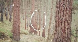 obrázek - Bosque Pintado de Oma