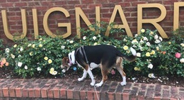 obrázek - Guignard Park