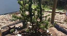 obrázek - South Routt Nursery