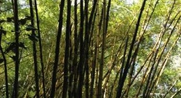 obrázek - Behind the Bamboo