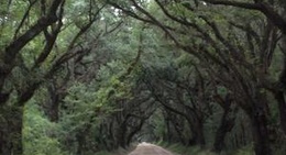 obrázek - Botany Bay Plantation