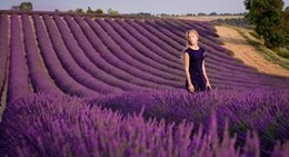 obrázek - Lavender Field