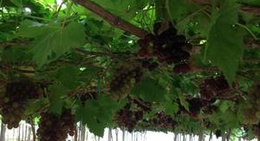 obrázek - ไร่องุ่นไร้เมล็ด(ตัดขายสด)