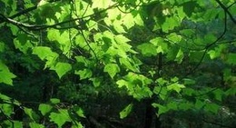 obrázek - McMullen County Park