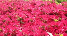 obrázek - National Rhododendron Gardens