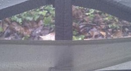 obrázek - Pada kisa u Motovunu u picku materinu