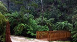 obrázek - Fern Glade