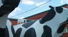 obrázek - Ashe County Cheese