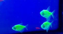 obrázek - Walmart Supercenter