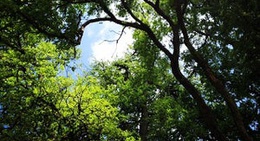 obrázek - Bonham State Park