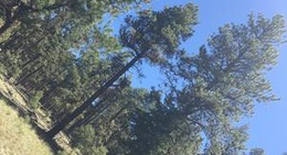 obrázek - Coconino National Forest