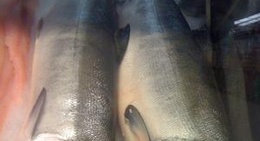 obrázek - Okie's Thriftway