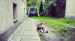 obrázek - Parzęczew