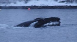 obrázek - Gryllefjord "gammelmolo"