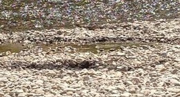 obrázek - English Crossing