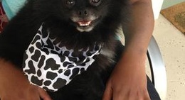 obrázek - Pinebluff, NC