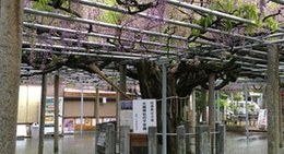 obrázek - 大歳神社の千年藤