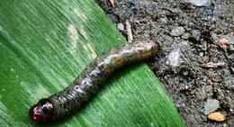 obrázek - Aukrustsenteret