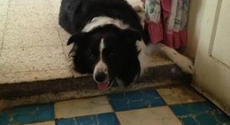 obrázek - La Guadalupana