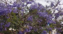 obrázek - Amalia Grill House