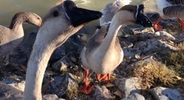 obrázek - Graham County Fairgrounds