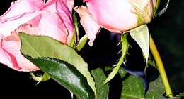 obrázek - Lakeside Marina