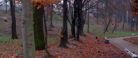 obrázek - Tomaszów Mazowiecki