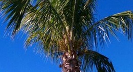 obrázek - Palm Island