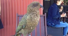 obrázek - Arthur's Pass Cafe & Store