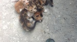 obrázek - Düz Mahalle