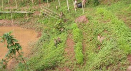 obrázek - แปลงเกษตรโรงเรียน