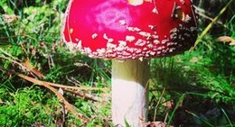 obrázek - Mežś Bez Sènèm