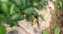 obrázek - ไร่สตอเบอรี่ เขาค้อ